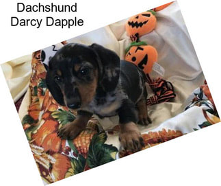 Dachshund Darcy Dapple