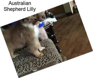 Australian Shepherd Lilly