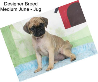 Designer Breed Medium June - Jug