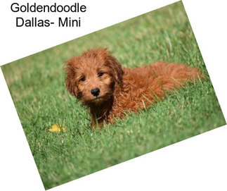 Goldendoodle Dallas- Mini