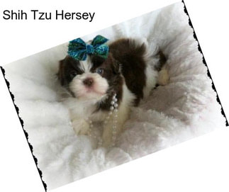 Shih Tzu Hersey