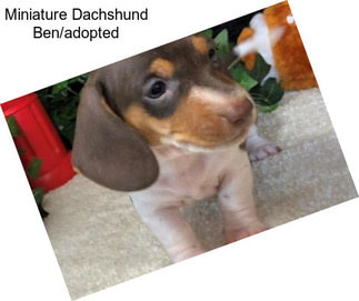 Miniature Dachshund Ben/adopted