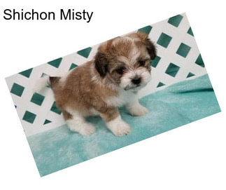 Shichon Misty