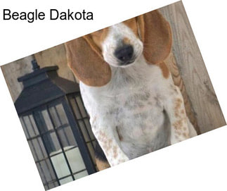 Beagle Dakota