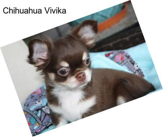 Chihuahua Vivika