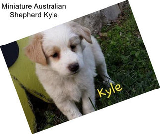 Miniature Australian Shepherd Kyle