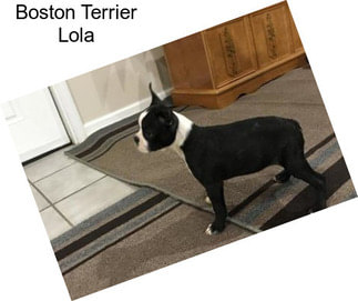 Boston Terrier Lola
