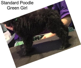 Standard Poodle Green Girl