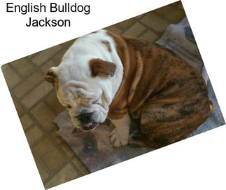 English Bulldog Jackson