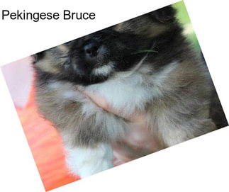 Pekingese Bruce