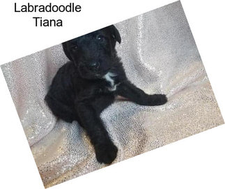 Labradoodle Tiana