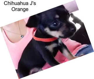 Chihuahua J\'s Orange