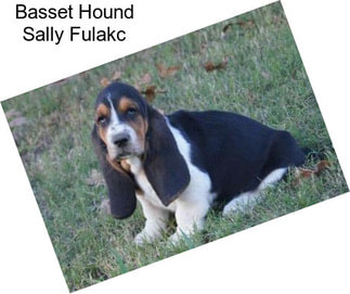 Basset Hound Sally Fulakc