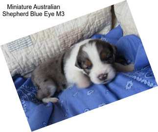 Miniature Australian Shepherd Blue Eye M3