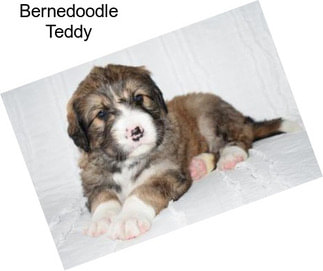 Bernedoodle Teddy