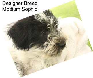 Designer Breed Medium Sophie