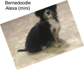 Bernedoodle Alexa (mini)