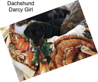 Dachshund Darcy Girl