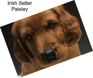 Irish Setter Paisley