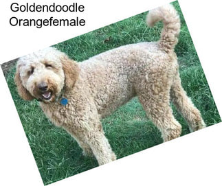 Goldendoodle Orangefemale