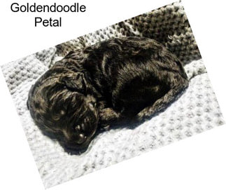 Goldendoodle Petal