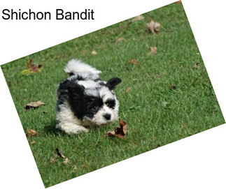 Shichon Bandit