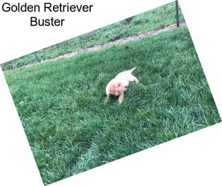 Golden Retriever Buster