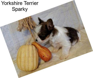 Yorkshire Terrier Sparky