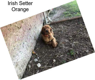 Irish Setter Orange