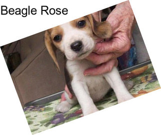 Beagle Rose