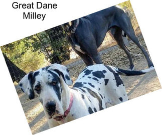 Great Dane Milley