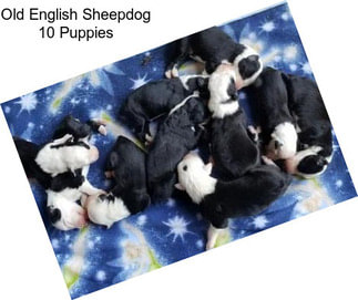 Old English Sheepdog 10 Puppies