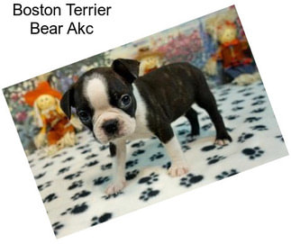 Boston Terrier Bear Akc