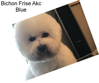 Bichon Frise Akc Blue