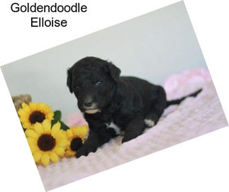 Goldendoodle Elloise