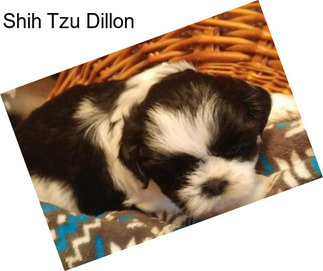 Shih Tzu Dillon