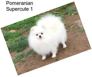 Pomeranian Supercute 1