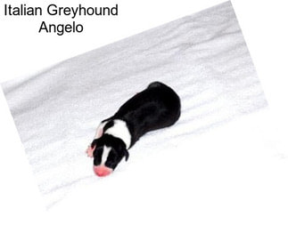 Italian Greyhound Angelo