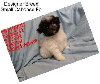 Designer Breed Small Caboose Fc