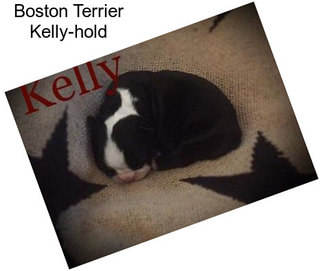 Boston Terrier Kelly-hold