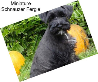 Miniature Schnauzer Fergie