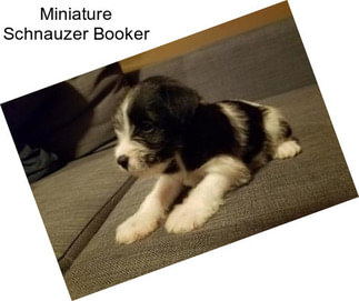 Miniature Schnauzer Booker