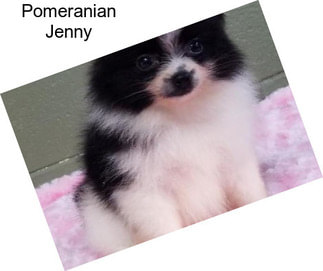 Pomeranian Jenny