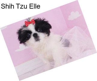 Shih Tzu Elle