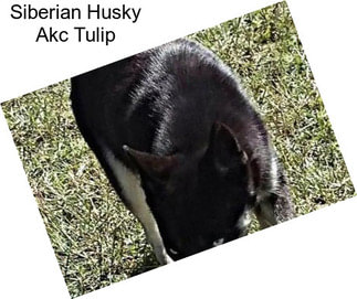 Siberian Husky Akc Tulip