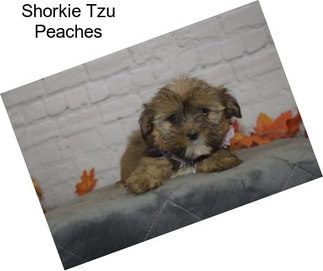 Shorkie Tzu Peaches