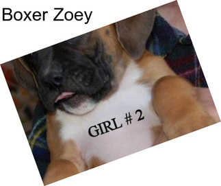 Boxer Zoey