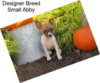 Designer Breed Small Abby