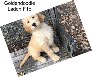 Goldendoodle Laden F1b