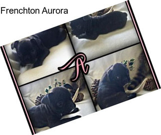 Frenchton Aurora